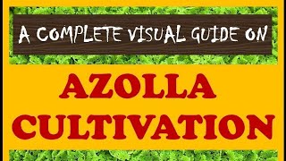 A Complete Visual Guide on AZOLLA CULTIVATION [upl. by Letta]