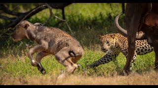 Leopard attack a Buffalo calf  Yala National park [upl. by Duma]