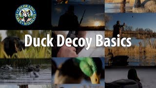 Duck Decoy Basics [upl. by Tannenwald]