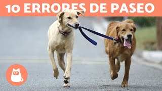 10 errores comunes al pasear con tu perro [upl. by Gnok433]