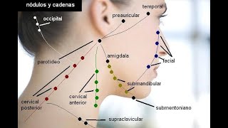 Cadenas Ganglionares Cabeza y Cuello Palpación [upl. by Atteroc]