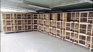 New pigeons wood breeding cages design  pigeon coops  birds videos  YouTube [upl. by Snehpets5]