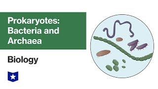 Prokaryotes Bacteria and Archaea  Biology [upl. by Yecart198]