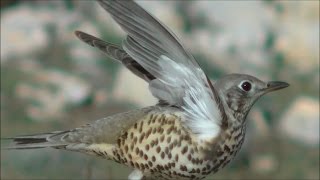 Zorzal charlo Turdus viscivorus Mistle Thrush [upl. by Einama]