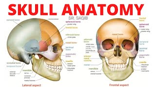 Skull Anatomy  Bones of Skull [upl. by Kiel]