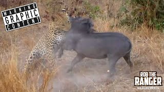 Leopard vs Warthog Mortal Combat In The Wild [upl. by Amarillas]