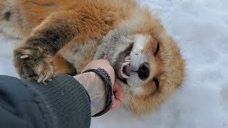 Differences between the Arctic fox Red fox and Grey fox species [upl. by Justin]