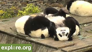 TRY NOT TO LAUGH Panda Bloopers [upl. by Anaitak]