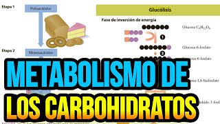 Metabolismo de los carbohidratos [upl. by Blake]