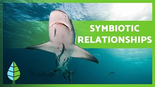 What is SYMBIOSIS 🐠🦐 Mutualism Commensalism Parasitism  EXAMPLES 🐦 [upl. by Louanna]