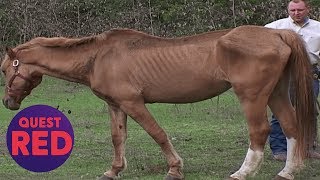 Houston SPCA Rescues 5 Emaciated Horses  Animal Cops Houston [upl. by Nosaes30]