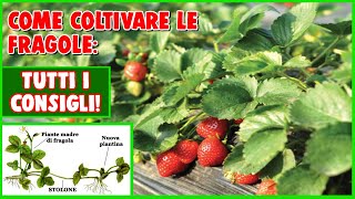 COME E QUANDO PIANTARE LE FRAGOLE [upl. by Roi]