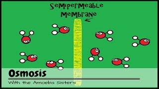 OLD VIDEO Osmosis [upl. by Rotce139]