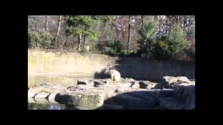 Berlin Zoo  Knut the polar bear Dies 19 March [upl. by Oeniri]