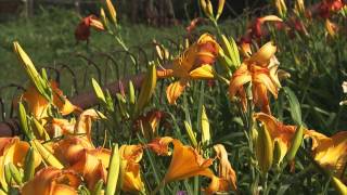 How to Grow Flowers Lilies and Daylilies [upl. by Notanhoj]