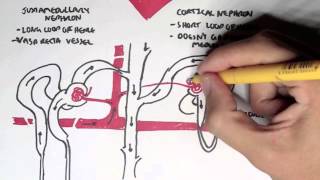 Renal  Kidney Anatomy Model [upl. by Hayalat]