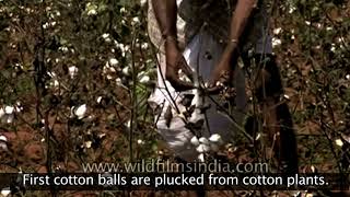 Cotton Textile Industry in India [upl. by Aniroz]