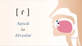 ɾ  voiced apical alveolar tap [upl. by Syhr532]