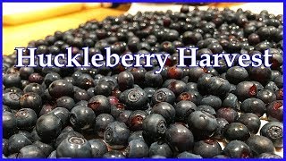 Huckleberry Harvest [upl. by Anabahs]