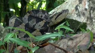 The Jumping Pit Viper Atropoides Mexicanus [upl. by Duwalt]