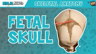 Fetal Skull Fontanelles Anatomy [upl. by Keldon574]