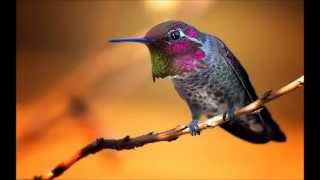 Olivier Messiaen  Oiseaux Exotiques [upl. by Geiss]