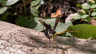 Giant Wasp Drills Through Tree to Parasitize Other Wasps Larva [upl. by Avilla768]