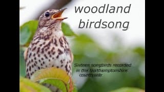 Woodland Birdsong Sixteen Glorious Songbirds [upl. by Waldon]