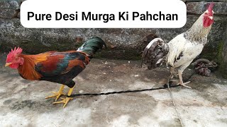 Pure Desi Murga  देशी मुर्गे की पहचान  Aggressive Murga [upl. by Helm879]