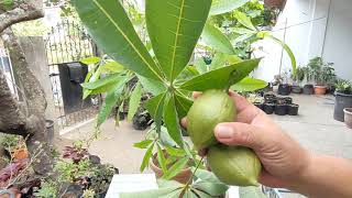 Why is it Called Money Tree Malabar Chestnut Pachira Aquatica with Care and Propagation Tips [upl. by Ewold712]