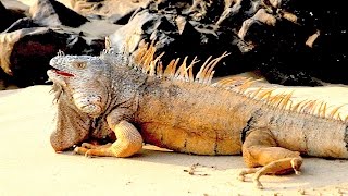 WORLDS BIGGEST IGUANA SPECIES [upl. by Lindahl]