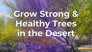 Grow Strong amp Healthy Trees in the Desert [upl. by Ria390]