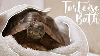 How To Bathe Your Tortoise [upl. by Imis]