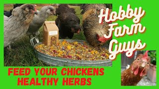 7 Herbs For Happy amp Healthy Chickens [upl. by Shushan]