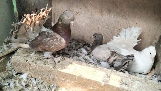 Unique Color Fantails From Cross Breeding  Fantail Pigeons Breeding [upl. by Nosrac250]