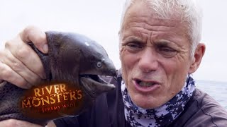 The Uniquely Fascianting Moray Eel  EEL  River Monsters [upl. by Atirabrab]