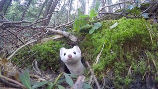 White Ermine [upl. by Mchail]