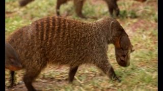 Deadly Mongoose Battle  BBC Earth [upl. by Ahcarb]