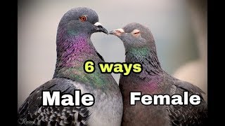 Male and Female in Pigeons   6 Ways to Identify [upl. by Aleirbag]