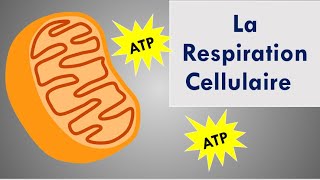 La Respiration Cellulaire [upl. by Aynod]