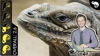 Rhinoceros Iguana The Best Pet Lizard [upl. by Magnusson]