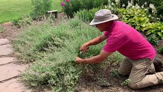 Pruning catmint 2021 [upl. by Juditha939]