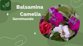 BALSAMINA CAMELIA CÓMO GERMINARLA FÁCIL [upl. by Nonnelg]