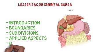 Difference between greater and lesser omentum [upl. by Parker]