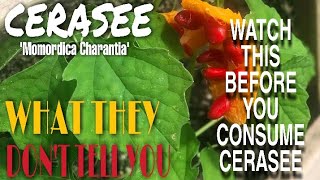 WATCH THIS VIDEO BEFORE CONSUMING CERASEE  COUNTLESS HEALTH BENEFITS OF USING CERASEE  BUSH TEA [upl. by Ablem528]