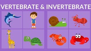 Vertebrate and Invertebrate animals  Video for Kids [upl. by Shuman56]