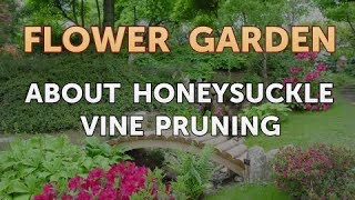 About Honeysuckle Vine Pruning [upl. by Noirrad574]