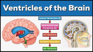 Ventricles of the Brain Anatomy and Cerebrospinal Fluid CSF Circulation [upl. by Festatus]