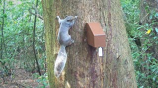 A18 Grey Squirrel Trap from Goodnature UK  29 Jul 2021 [upl. by Hynes]