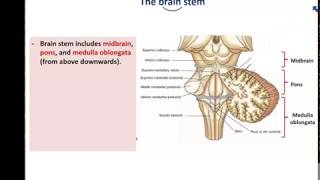 Anatomy of the Brain stem  Dr Ahmed Farid [upl. by Ramar]